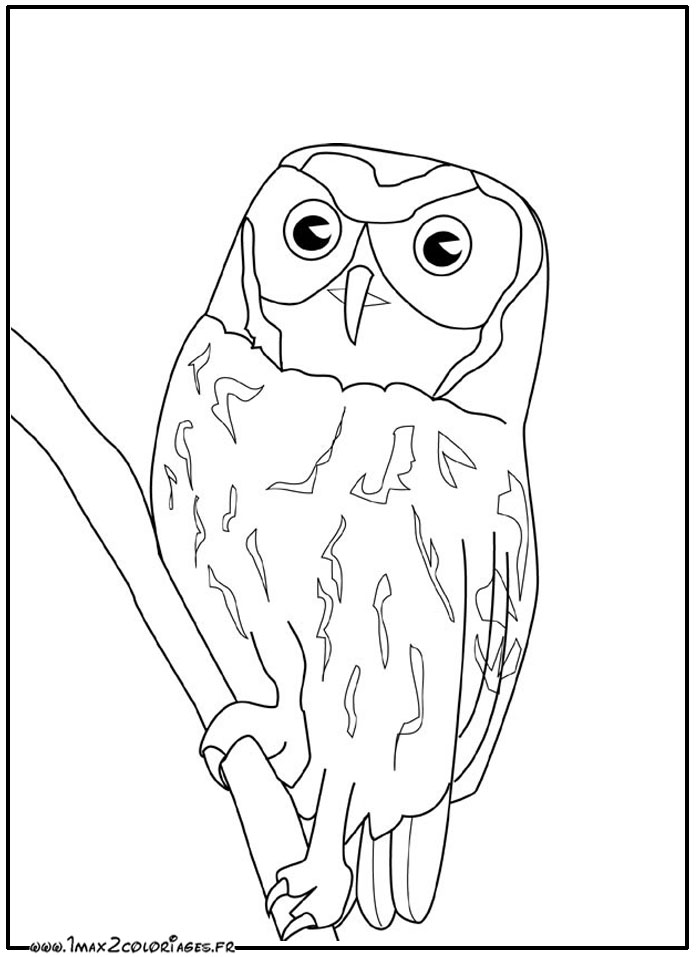 coloriage Hibou