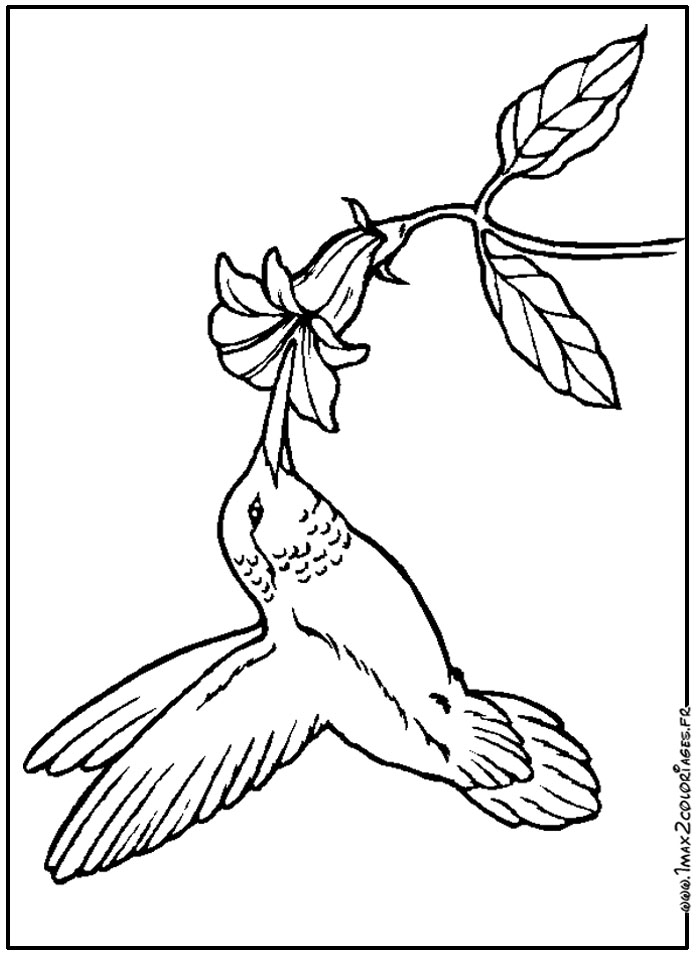 coloriage Oiseau Mouche 