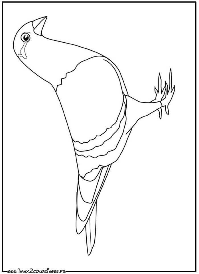 coloriage Pigeon