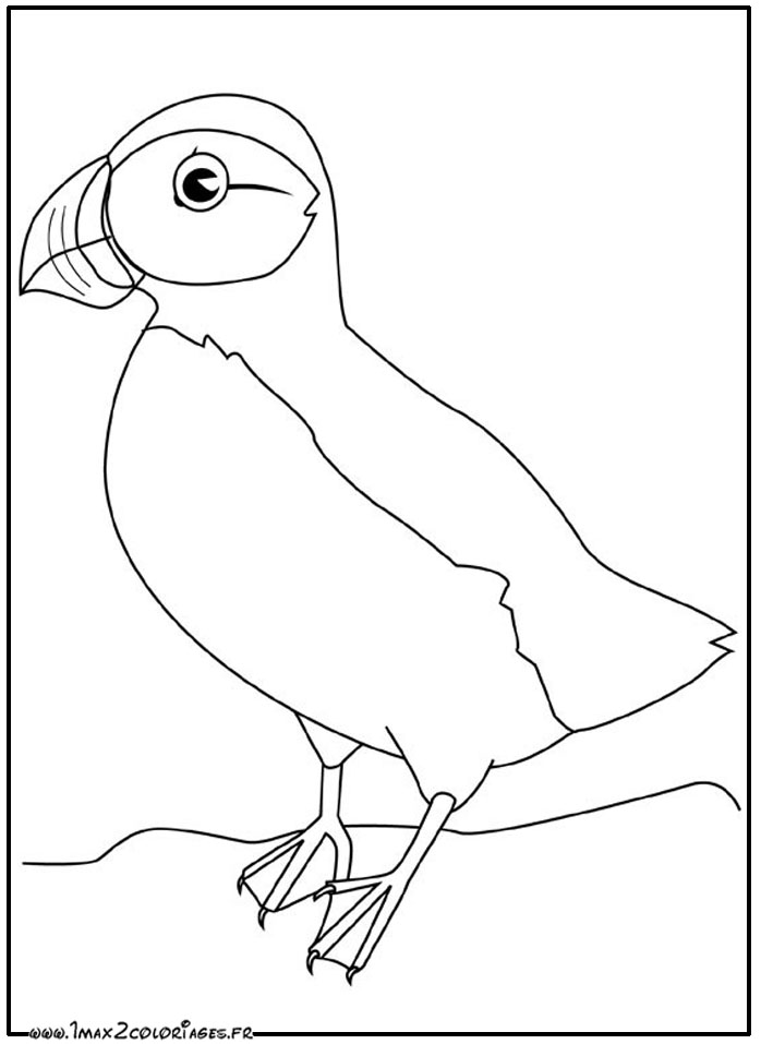 coloriage Puffin