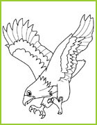 coloriage aigle