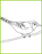 coloriage  blue jay
