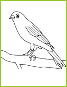 coloriage canari