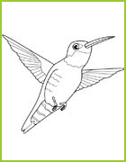 coloriage colibri