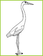 coloriage heron