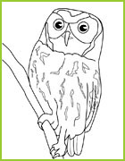 coloriage hibou