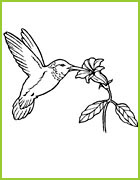 coloriage oiseau-mouche