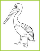 coloriage pelican