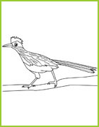 coloriage roadrunner