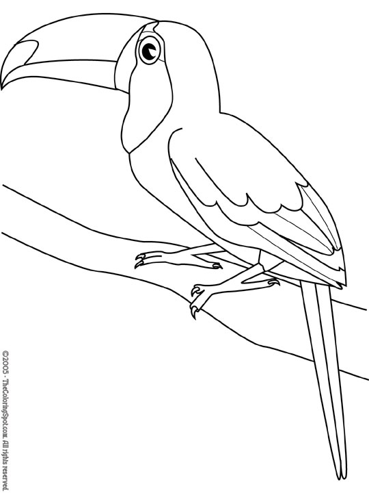 coloriage Toucan