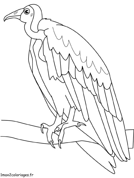 coloriage Vautour 