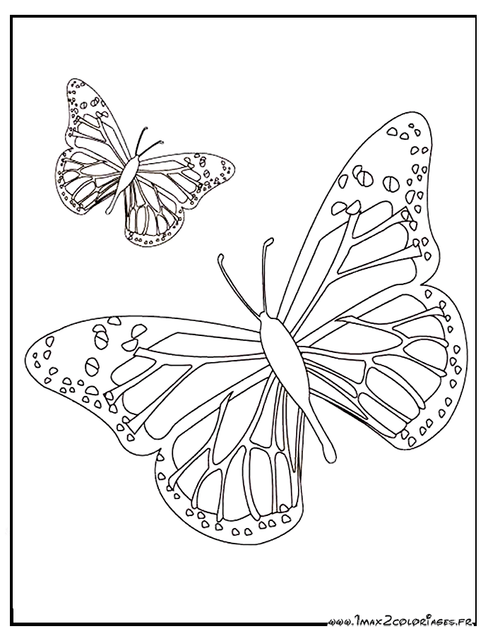 coloriage de papillon