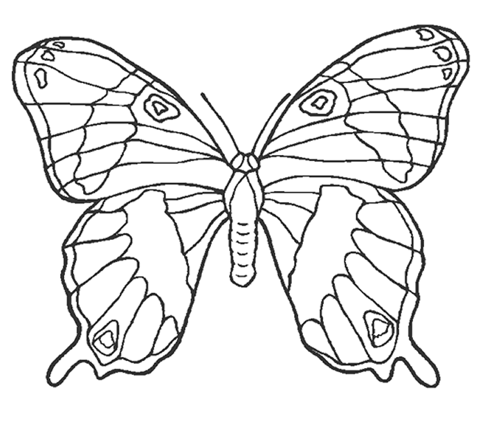 coloriage de Magnifique Papillon