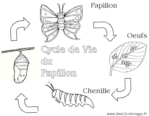 Le Cycle du Papillon