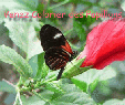 les papillons sont plus beaux en couleurs !Coloriez-les!