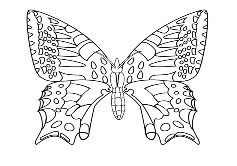 Coloriage Papillon Amiral