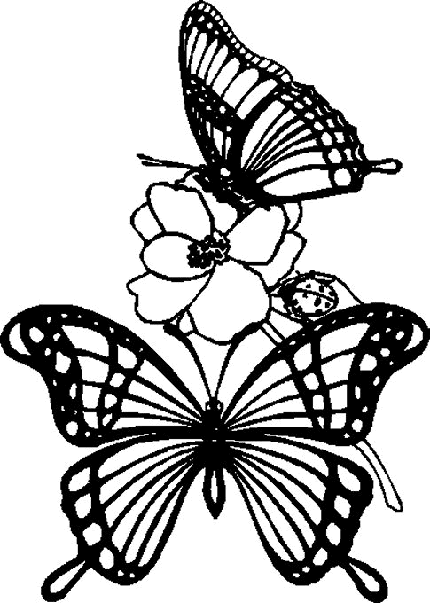 Papillons et Coccinelle