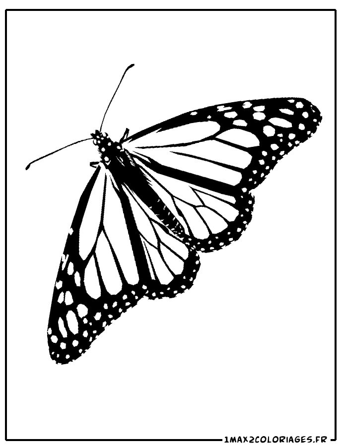 coloriage Papillon Monarque