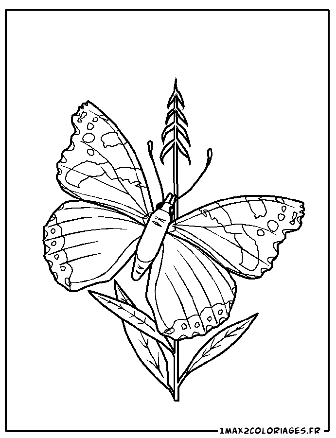 coloriage dePapillon sur la Tige