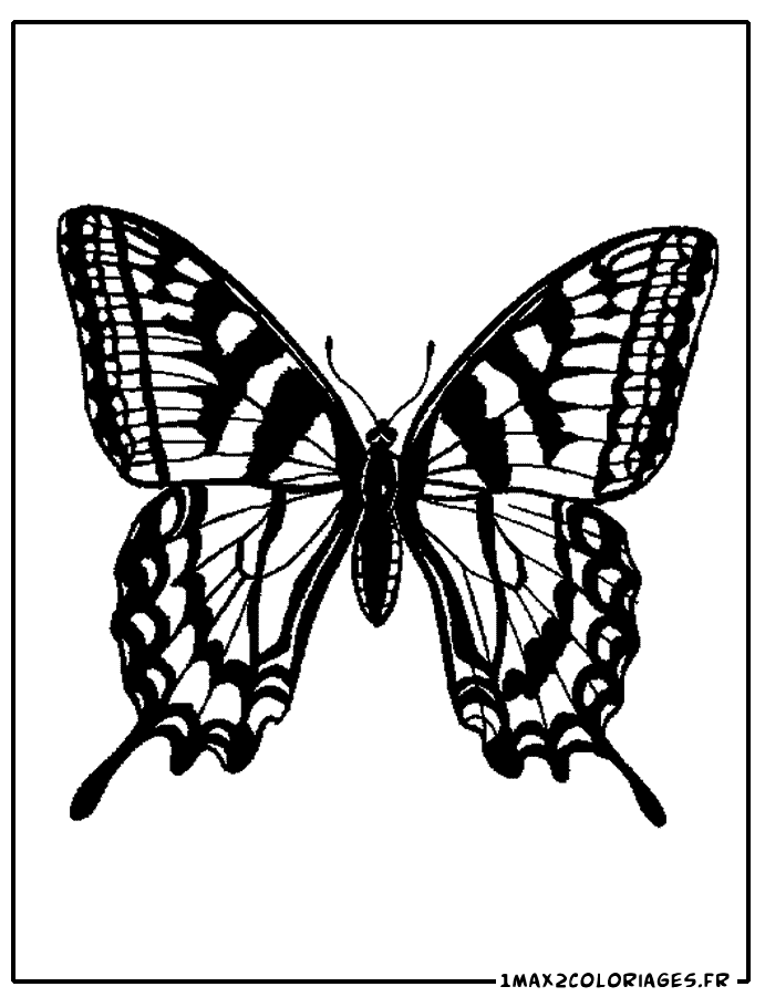 coloriage de papillon tigre