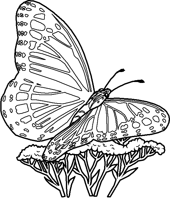 coloriage de Papillon posé sur une Plante