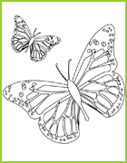 coloriage de deux papillons