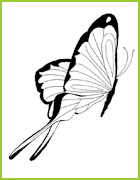 coloriage joli papillon