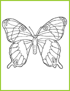 coloriage papillon magnifique