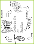 Le Cycle du Papillon