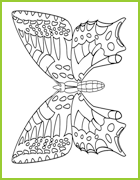 coloriage papillon amiral