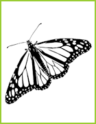 coloriage coloriage  papillon monarque
