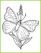 coloriage dePapillon sur la Tige