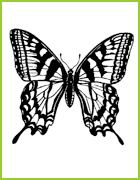 coloriage de papillon tigre