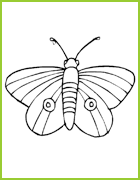 coloriage de Petit Papillon