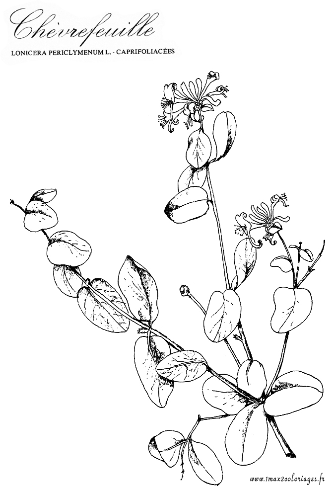 coloriage plante aromatique