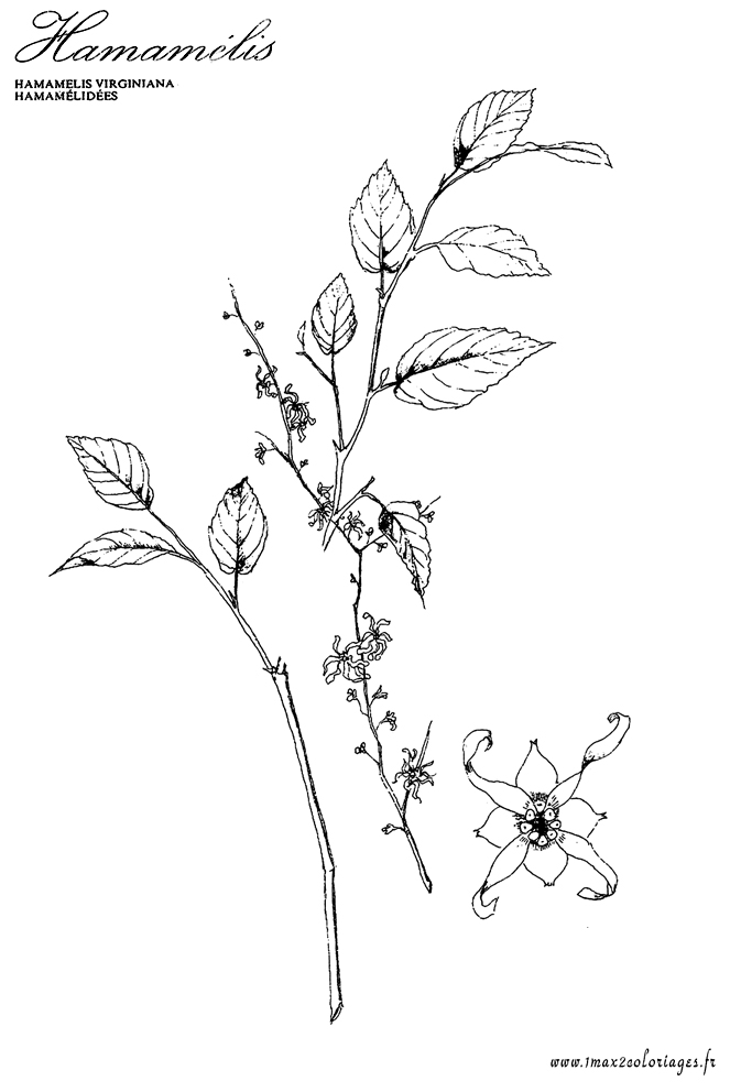 coloriage plante aromatique