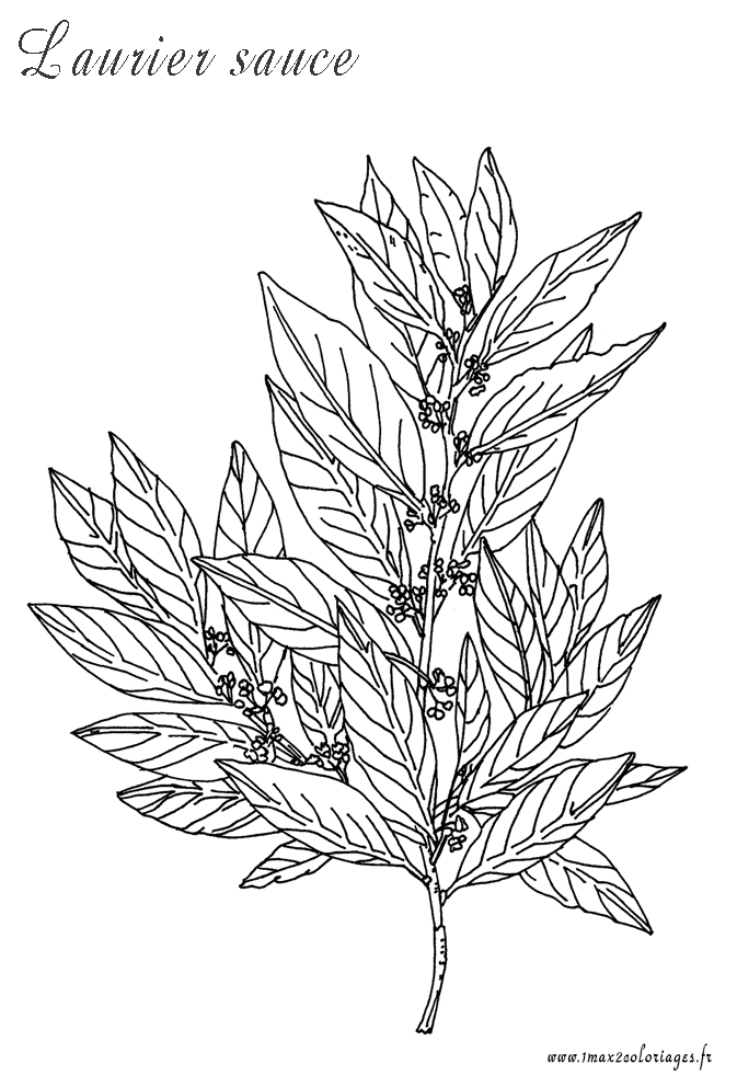 coloriage plante aromatique