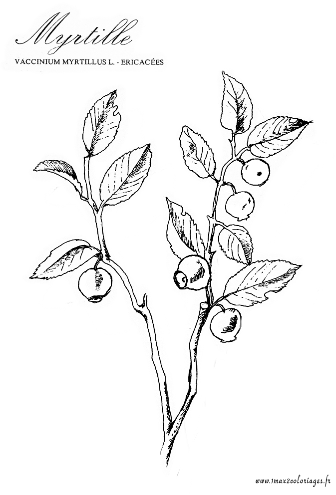 coloriage plante aromatique