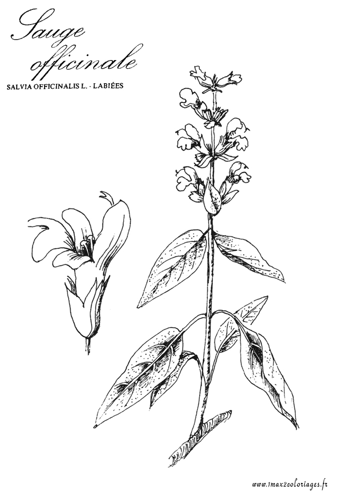 coloriage plante aromatique