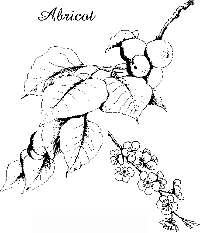 albaricoque