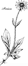 arnica.jpg