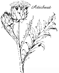 alcachofa