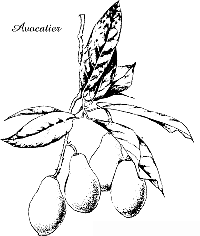 avocatier.jpg
