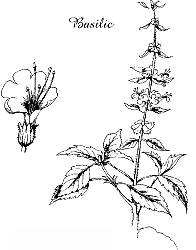 albahaca