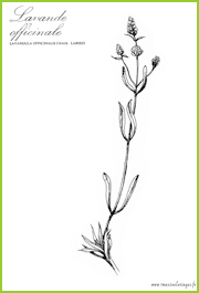 lavande officinale