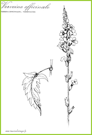 verveine