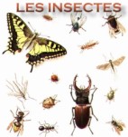 coloriages d'insectes