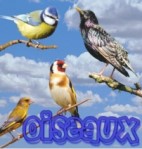 coloriages d'oiseaux