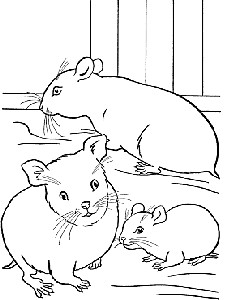 hamster-coloriage.gif