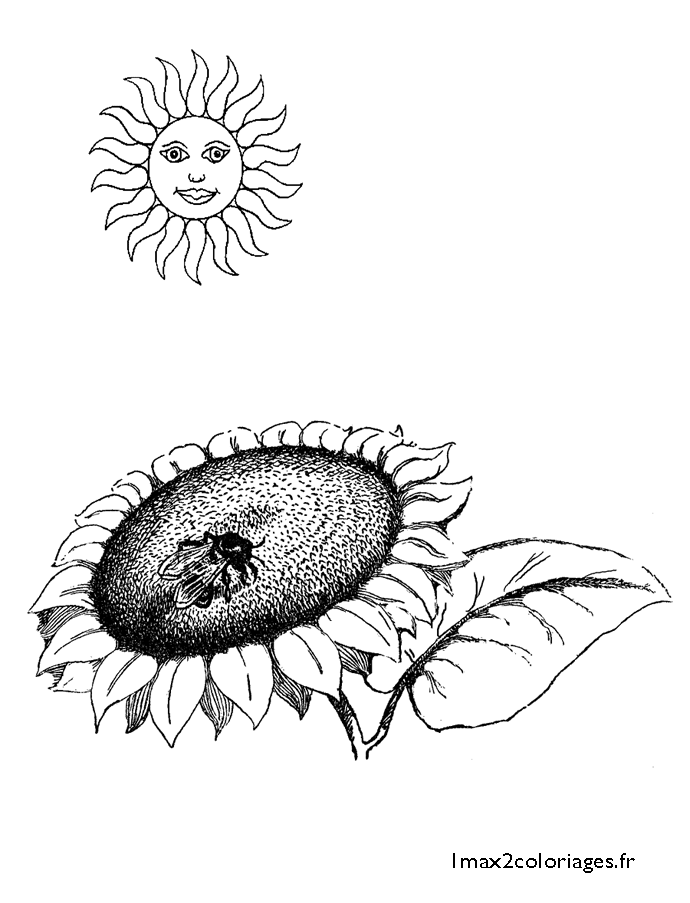 Une mouche sur une fleur de tournesols